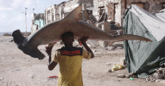 A man in a yellow shirt carries a large hammerhead shark on his shoulders in a desolate, rundown area of Somalia.
