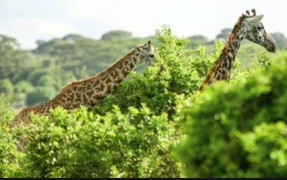 Kismayo and Jubba (Southern Somalia) | Southern Package for a Comprehensive Visit of the Sector