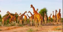 Esta imagem mostra um grande grupo de girafas em uma paisagem africana com vegetação esparsa.