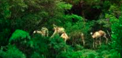 A imagem mostra uma manada de camelos pastando em uma floresta densa e verdejante na região de Jubba, no sul da Somália.
