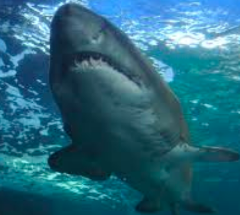 Aqui está uma descrição da imagem: Uma foto em close-up de baixo mostra um grande tubarão, provavelmente um tubarão branco, nadando em águas azuis cristalinas, com um vislumbre de seus dentes visíveis.