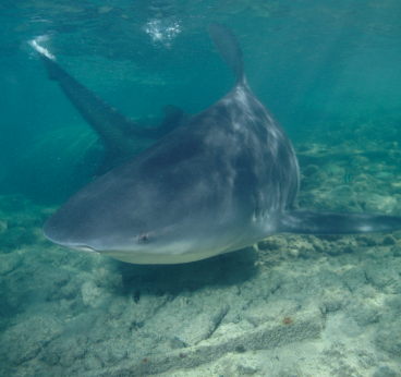 Somalia Shark-Spotting Tour (Boats and Drones Sharkspotting) 3 days 2 nights - Yes, this is what it sounds like