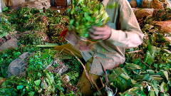 A man in a striped shirt sits surrounded by piles of green leaves and bundles, possibly sorting or processing them in a market setting.