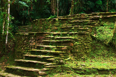 Moss-covered stone steps ascend in a lush green forest.