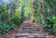 A stone path winds uphill through a dense, verdant forest, with lush vegetation lining both sides and a bright, sunny clearing at the top.