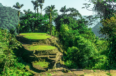 An ancient stone staircase with grassy platforms ascends through a lush, verdant jungle landscape.