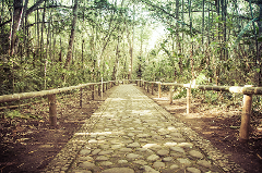 A cobblestone path with a bamboo railing runs through a lush green forest.