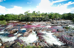 Caño Cristales 3 Day Tour A vibrant river flows over rocks, stained with red and pink hues from aquatic plants, under a blue sky with fluffy clouds.
