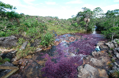 Caño Cristales 3 Day Tour A vibrant river, Caño Cristales, flows with a stunning purple hue due to aquatic plants, surrounded by lush green vegetation and rocky terrain. A person crouches near the edge of the river.