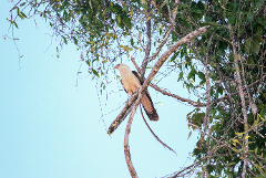 The All Mighty Amazon River - 4 Days A light-colored bird of prey with dark wings and tail perches on a twisted branch amidst lush green foliage against a light blue sky.