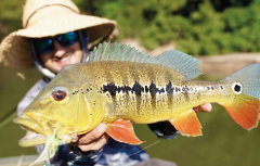 A fisherman wearing a straw hat and sunglasses holds a vibrant yellow and brown peacock bass with orange fins.