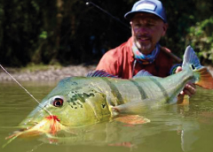 A smiling man in a blue baseball cap proudly holds a large peacock bass he caught while fly fishing, with the fish's head facing the camera.