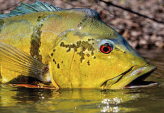 A close-up shows a yellow and greenish-blue peacock bass in the water, with dark spots and stripes along its body and a red eye visible.