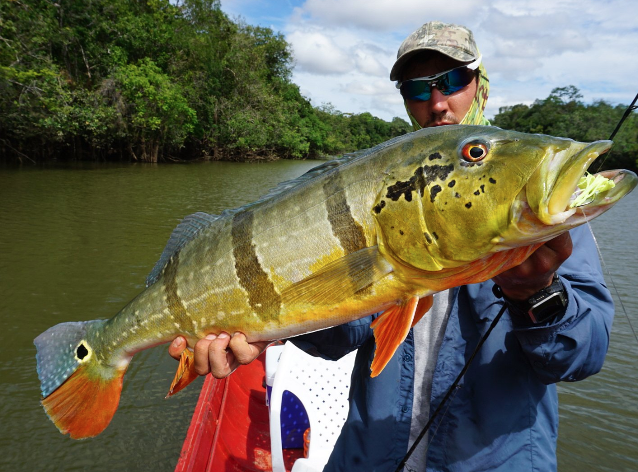 Luxury Camping - Peacock Bass and Payara Fishing Trip - 8 Days