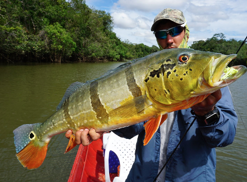 A man wearing sunglasses and a cap holds up a large, colorful peacock bass, with trees and water in the background.