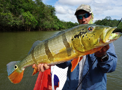 A man wearing sunglasses and a cap holds up a large, colorful peacock bass, with trees and water in the background.