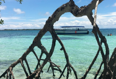 Island Day Tour from Cartagena A picturesque view of a clear turquoise sea with a boat, framed by the intricate roots of a coastal tree.