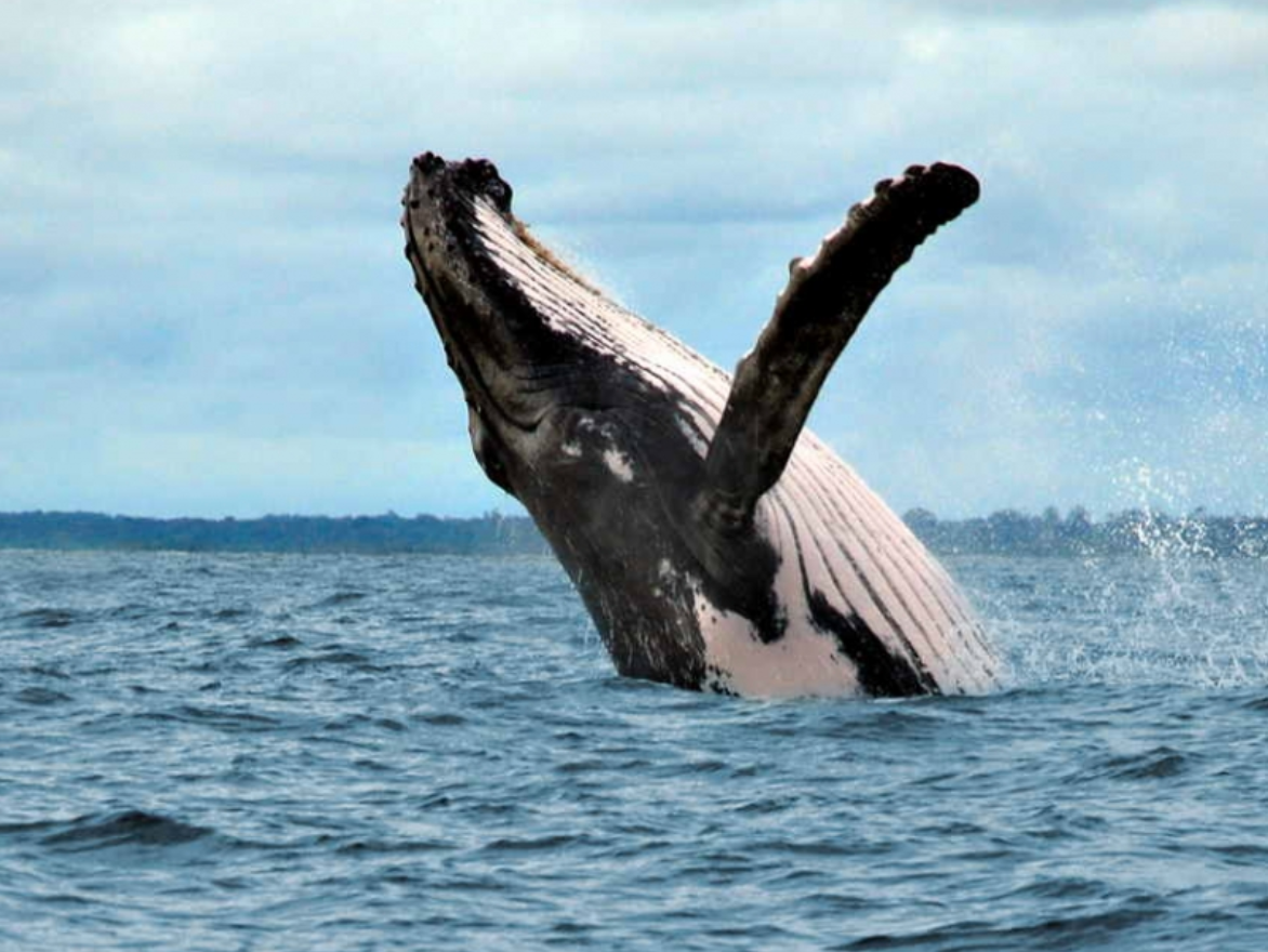 Whale Watching in Nuquí