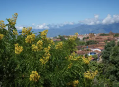 A scenic view of a town with red-tiled roofs, surrounded by lush greenery and mountains in the distance, under a clear blue sky with fluffy clouds. Yellow flowering shrubs are in the foreground.