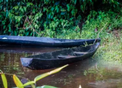 Two dugout canoes rest in a murky body of water, surrounded by lush green vegetation.