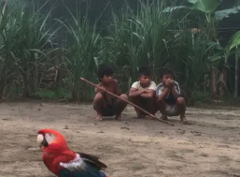 Three Indigenous children squat in front of tall grass, while a scarlet macaw struts in the foreground on a sandy surface.