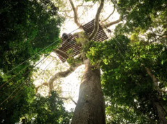 A tall tree with a treehouse platform is surrounded by lush green foliage, viewed from a low angle, looking up toward the sky.
