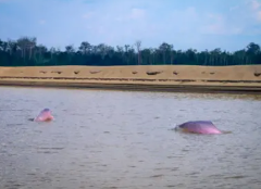 Two pink river dolphins swim in a river near a sandy bank and forested area.
