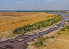 Hato La Aurora Nature Reserve This aerial view shows a wide, meandering river flowing through a vast, arid landscape with patches of trees lining the riverbanks, under a clear sky.