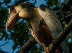 Hato La Aurora Nature Reserve A boat-billed heron perches on a tree branch, gazing to the left with its distinct, wide beak, its body displaying a mix of beige, brown, and black feathers against a backdrop of green foliage and blue sky.