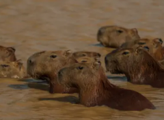 Hato La Aurora Nature Reserve A group of capybaras are swimming in muddy water, with their heads and backs visible above the surface.