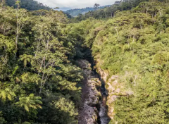 A dense green rainforest slopes down to a rocky stream, offering a serene view of untouched nature.