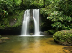 A serene waterfall cascades into a clear pool, surrounded by lush greenery and moss-covered rocks.