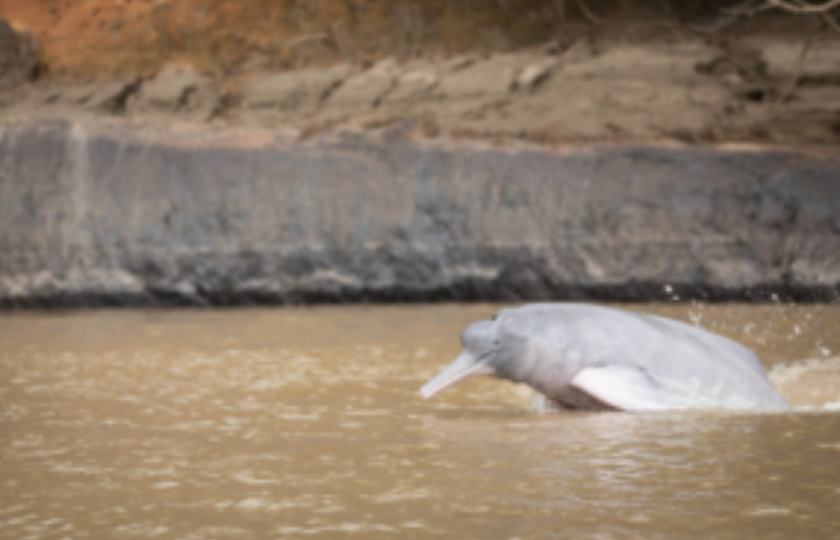 Amazon Wilderness and Freshwater Dolphins - 3 days