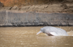 An Amazon river dolphin surfaces in murky water.