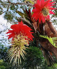 A vibrant low-angle shot showcases two Guzmania bromeliad flowers with bright red bracts, thriving on a tree branch amidst lush greenery under a partly cloudy sky.