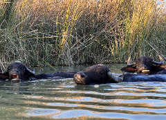Three water buffalo are swimming in a body of water with tall grass in the background.