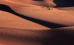 An abstract aerial view of sand dunes, textured with wind-sculpted ridges, with a small shrub on one, and dramatic shadows cast across the sandy landscape.