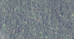 This aerial image shows a dense, lush jungle canopy in Lomami National Park, DR Congo, with varying shades of green and some patches of brown indicating different tree types or stages of growth.
