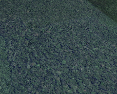 An aerial view of the vast, dense jungle canopy of the Lomako Yokokala Nature Reserve in the Democratic Republic of Congo.