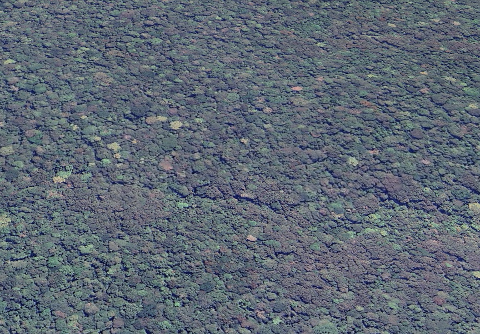 An aerial view shows a dense, undulating canopy of lush green and dark purple jungle.