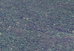 An aerial view shows a dense, undulating canopy of lush green and dark purple jungle.