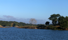 A serene landscape with calm, blue water in the foreground, a tree in the middle and lush green trees in the background, under a clear blue sky.