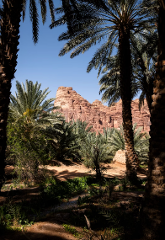 A scenic view of a rocky mountain range framed by palm trees in a lush oasis under a clear blue sky.