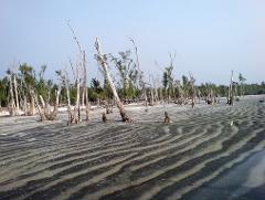 A desolate landscape features leafless trees emerging from a sand beach with rhythmic patterns leading to distant greenery under a pale sky.