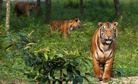Three tigers are roaming in a lush green forest, one standing prominently in the foreground while the others are partially obscured in the background.