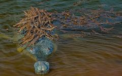 A gharial with dozens of baby gharials on its back and swimming around it in murky water.