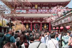 A crowded street scene in front of a traditional Japanese temple with cherry blossoms and various signs and lanterns.