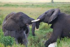 Two elephants stand face-to-face in a grassy field, their trunks intertwined in an apparent friendly gesture.