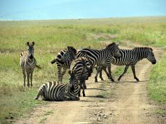 A herd of zebras is gathered on a dirt road in a grassy field, with one zebra lying down and another standing guard.