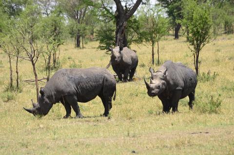 Three rhinoceroses graze in a grassy field with scattered trees in a Tanzanian safari setting.